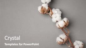  Presentation with cotton - Amazing presentation having cotton flowers on grey background backdrop and a gray colored foreground
