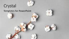  Presentation with cotton - Presentation with cotton flowers on grey background background and a light gray colored foreground