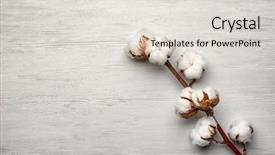  Presentation with cotton - PPT theme featuring cotton flowers on light background background and a light gray colored foreground