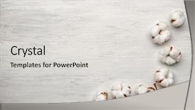  Presentation with cotton - Audience pleasing slides consisting of cotton flowers on light background backdrop and a light gray colored foreground