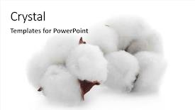  Presentation with white flowers - Beautiful PPT theme featuring cotton flowers on white background backdrop and a white colored foreground
