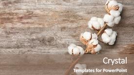  Presentation with cotton - Colorful presentation enhanced with cotton flowers on wooden background backdrop and a coral colored foreground