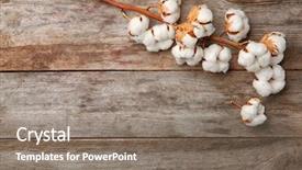  Presentation with rustic wood and flowers - Presentation theme having cotton flowers on wooden background background and a gray colored foreground