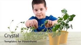  Presentation with plant cotton - Slide set with plant on cotton for school background and a yellow colored foreground