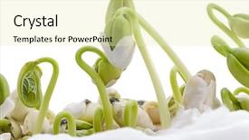  Presentation with plant cotton - PPT theme having germination bean seeds - plant cultivation on cotton background and a soft green colored foreground