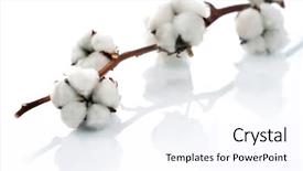  Presentation with plant cotton - Colorful presentation theme enhanced with cotton over white backdrop and a sky blue colored foreground