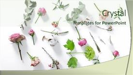 Presentation with white flowers of jasmine - PPT layouts enhanced with cotton plant - flowers on white background background and a  colored foreground