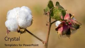 Presentation with organic farming - Amazing PPT layouts having airplane - airport wait the aircraft backdrop and a lemonade colored foreground