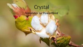  Presentation with organic farming - Presentation theme having cotton plant closeup background and a gold colored foreground