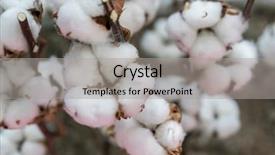  Presentation with plant cotton - Cool new slide deck with cotton plant cotton boll backdrop and a light gray colored foreground
