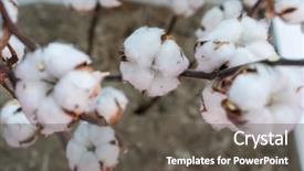  Presentation with plant cotton - PPT theme enhanced with cotton plant cotton boll background and a dark gray colored foreground