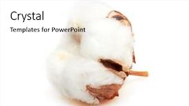  Presentation with plant cotton - Amazing slide deck having cotton plant flower isolated backdrop and a pink colored foreground