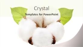  Presentation with cotton - Cool new slide set with botany - cotton plant flower isolated backdrop and a blonde colored foreground
