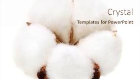  Presentation with plant cotton - Presentation design enhanced with cotton plant flower isolated background and a sky blue colored foreground