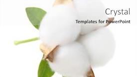  Presentation with cotton - Beautiful presentation design featuring cotton-plant-flower-isolated backdrop and a white colored foreground