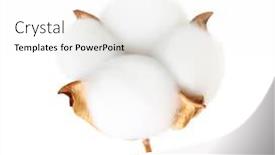  Presentation with plant cotton - Amazing presentation design having cotton-plant-flower-isolated backdrop and a white colored foreground