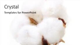  Presentation with plant cotton - Colorful slides enhanced with cotton plant flower isolated backdrop and a white colored foreground