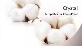  Presentation with plant cotton - Slides featuring cotton plant flower isolated background and a sky blue colored foreground