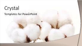  Presentation with plant cotton - Amazing slides having cotton plant flower isolated backdrop and a white colored foreground