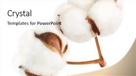  Presentation with cotton - Slide deck with cotton plant flower isolated background and a white colored foreground