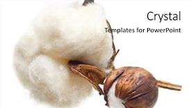  Presentation with plant cotton - Beautiful slide set featuring cotton plant flower on white backdrop and a white colored foreground