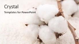  Presentation with plant cotton - PPT theme enhanced with cotton plant on a fluffy background and a cream colored foreground
