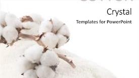  Presentation with plant cotton - Amazing theme having cotton plant on a fluffy backdrop and a white colored foreground