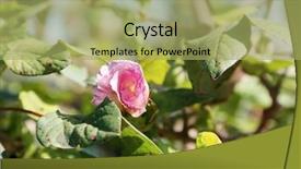  Presentation with plant cotton - Presentation theme featuring cotton plant with cotton flowers background and a mint green colored foreground