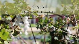  Presentation with plant cotton - Presentation enhanced with cotton plant with cotton flowers background and a yellow colored foreground