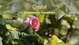  Presentation with plant cotton - Beautiful presentation featuring cotton plant with cotton flowers backdrop and a  colored foreground