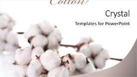  Presentation with plant cotton - Cool new presentation theme with cotton plant backdrop and a white colored foreground