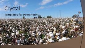  Presentation with plants - Cool new presentation design with cotton plants in a field backdrop and a light blue colored foreground