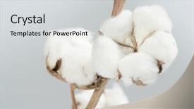  Presentation with plant cotton - Audience pleasing slide deck consisting of oolong tea field in chiran backdrop and a light blue colored foreground