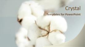  Presentation with plant cotton - Cool new slide deck with cotton tree backdrop and a lemonade colored foreground