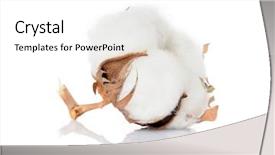  Presentation with plant cotton - Amazing PPT layouts having cotton backdrop and a white colored foreground