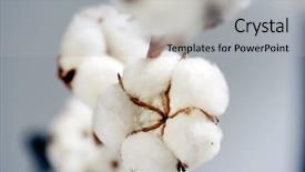  Presentation with cotton - Colorful PPT layouts enhanced with cotton backdrop and a light gray colored foreground