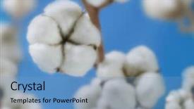  Presentation with cotton - Slide deck having cross cd - cotton background and a light blue colored foreground