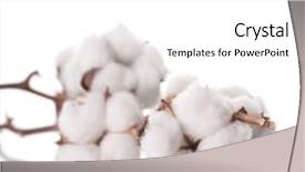  Presentation with plant cotton - Cool new presentation design with cotton backdrop and a white colored foreground