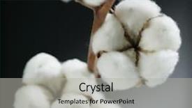  Presentation with cotton - PPT theme having cotton background and a light gray colored foreground