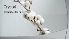  Presentation with cotton - Theme enhanced with cotton background and a light gray colored foreground