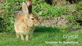  Presentation with rabbit - PPT theme featuring cottontail-rabbit-sitting-and-waiting background and a tawny brown colored foreground