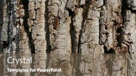  Presentation with tree - Presentation design having cottonwood-tree-bark-detail background and a violet colored foreground