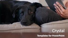  Presentation with human animals - Theme having couch with his human background and a tawny brown colored foreground