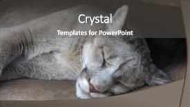  Presentation with lion - Presentation design having cougar - head of young mountain lion background and a gray colored foreground