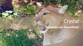  Presentation with lion - Colorful slide deck enhanced with cougar - mountain lion resting backdrop and a coral colored foreground
