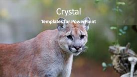  Presentation with post consumer recycling - Beautiful slides featuring cougar - sharp image of bridge railing backdrop and a  colored foreground