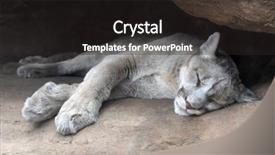  Presentation with lion - Presentation theme enhanced with cougar - young mountain lion resting background and a dark gray colored foreground