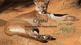  Presentation with lion - Theme consisting of cougar puma concolor also known background and a coral colored foreground