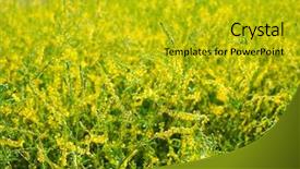  Presentation with medicinal plant - Audience pleasing presentation theme consisting of coumadin - medicinal plant melilotus officinalis yellow backdrop and a gold colored foreground