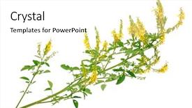  Presentation with medicinal plant - Theme with coumadin - medicinal plant melilotus officinalis yellow background and a white colored foreground